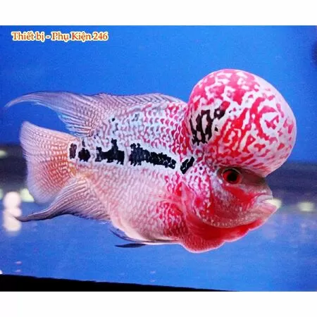 Địa chỉ shop cá cảnh ở Sài Gòn - Thế Giới 246