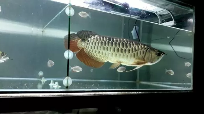 Địa chỉ shop cá cảnh ở Sài Gòn - Thanh Tâm