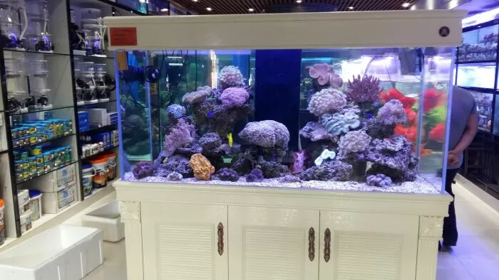 Địa chỉ shop cá cảnh ở Sài Gòn - Cá Cảnh Sài Gòn
