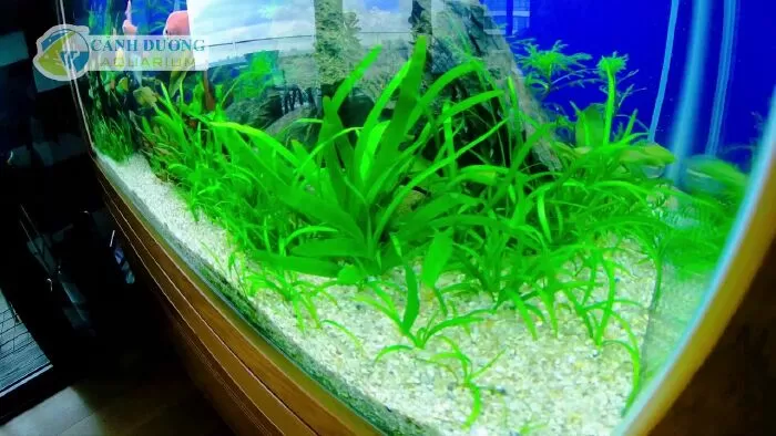 Địa chỉ shop cá cảnh ở Sài Gòn - Cảnh Dương