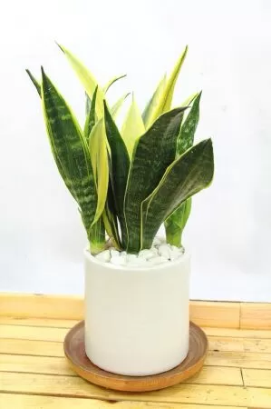 Cây Lưỡi Hổ