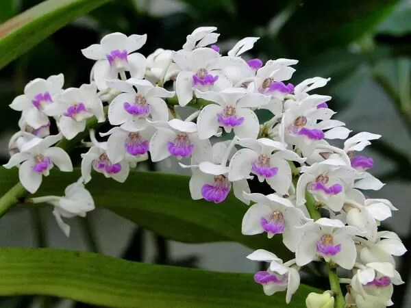 Hoa Phong Lan
