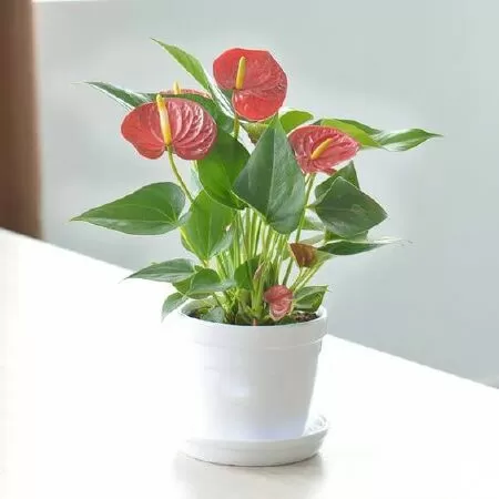 Cây Hồng Môn