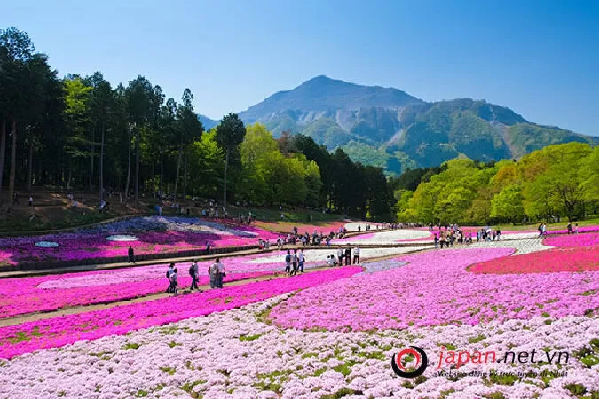 Tỉnh Saitama