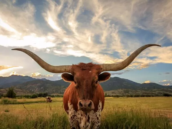 Hàu Prairie - Canada