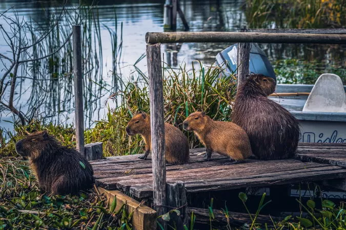Vùng đầm lầy Iberá ở Argentina