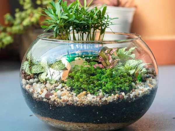 Tiểu cảnh mini