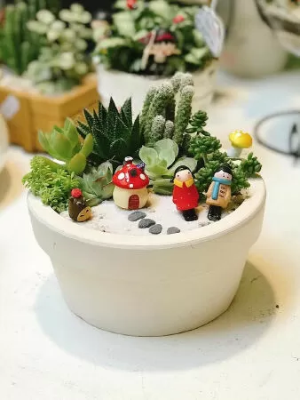 Vườn sen đá Hà Nội