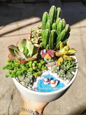 Totoro Garden