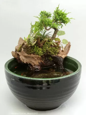 Bình hoa sân vườn