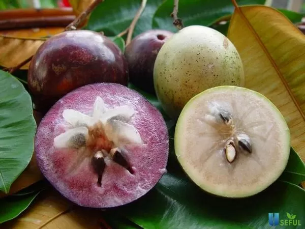 Thực phẩm màu tím ngon và bổ dưỡng: Quả vú sữa