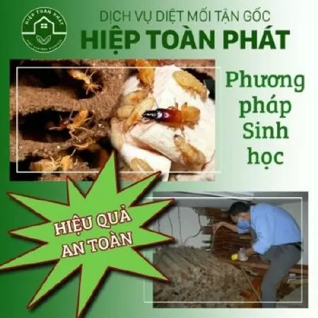 Công Ty Diệt Mối Hiệp Toàn Phát