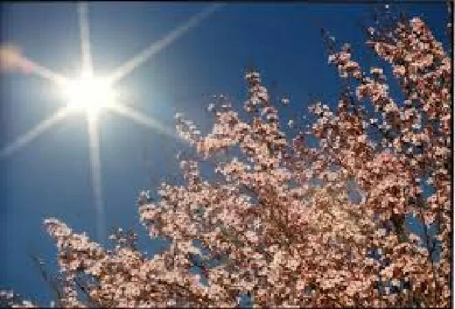 Nắng có còn xuân