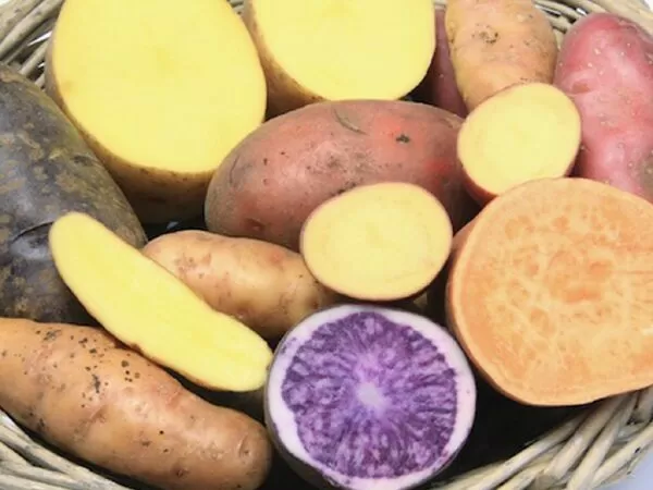 Các loại khoai