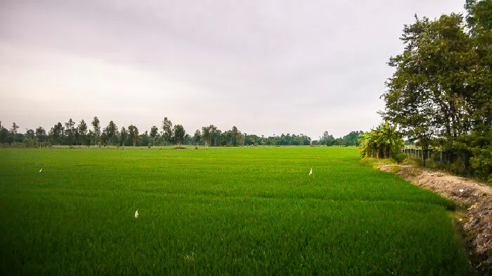 Tình ta biển bạc đồng xanh