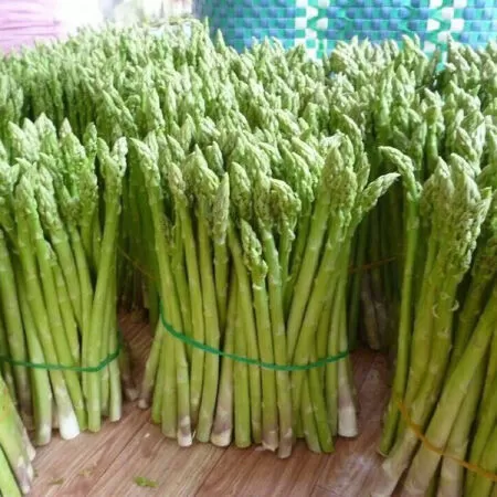 Măng tây