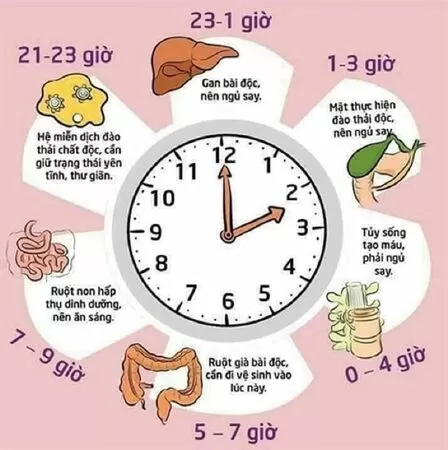 Tuân thủ giờ giấc sinh hoạt