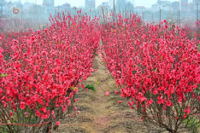 Làng Đào Nhật Tân