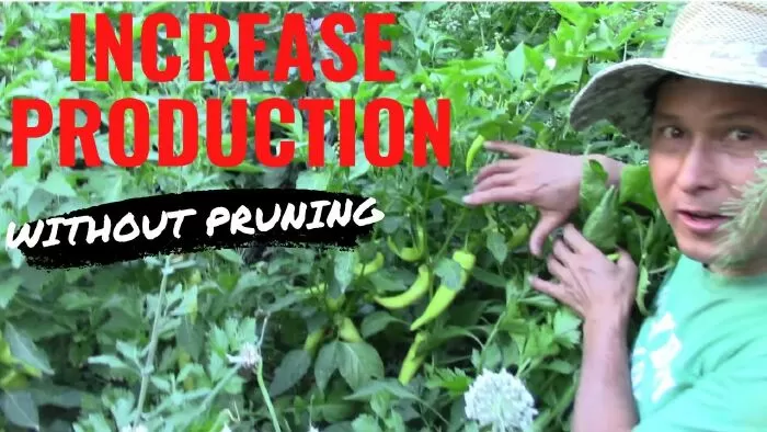 Kênh youtube làm vườn hữu cơ hay nhất: Learn Organic Gardening at GrowingYourGreens