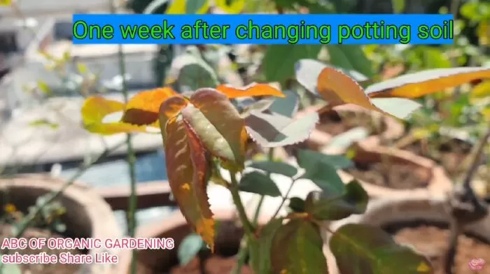 Kênh youtube làm vườn hữu cơ hay nhất: ABC of Organic Gardening