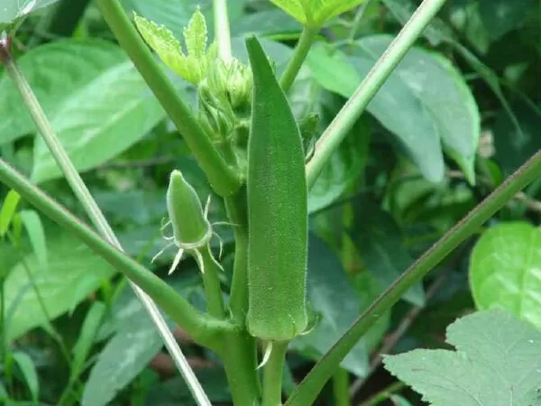 Giúp điều trị tiêu chảy