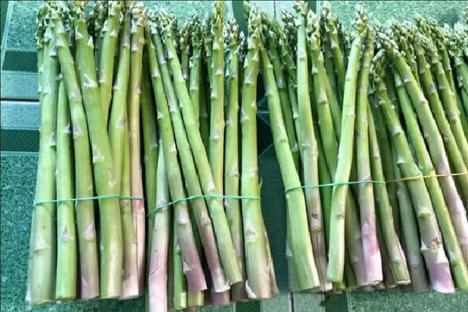 Phòng ngừa và hỗ trợ điều trị ung thư