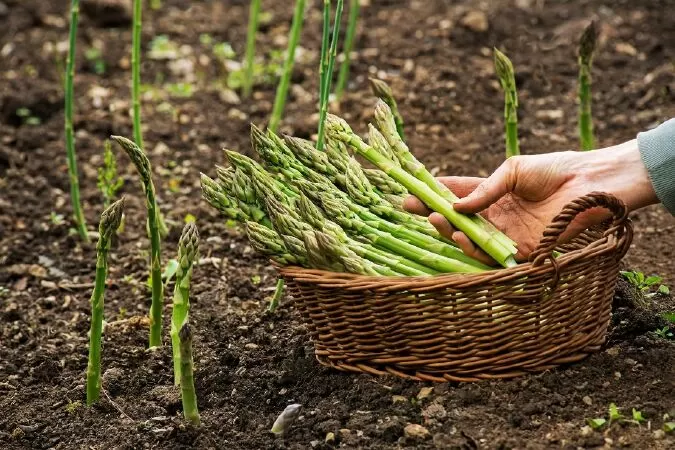 Tác dụng của măng tây với xương khớp