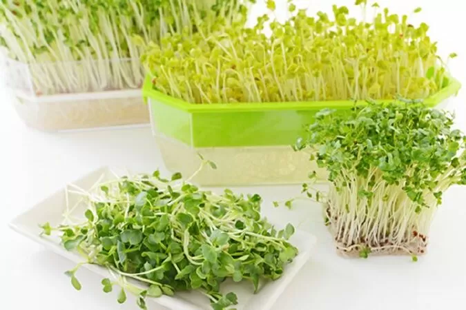 Top 16 công dụng tuyệt vời của rau mầm đối với sức khỏe con người
