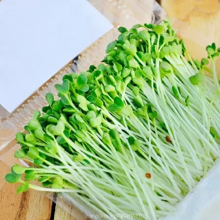 Rau mầm giúp tăng cường tuần hoàn máu
