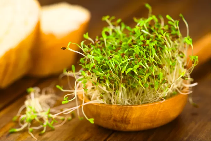Rau mầm giúp điều chỉnh mất cân bằng hormon