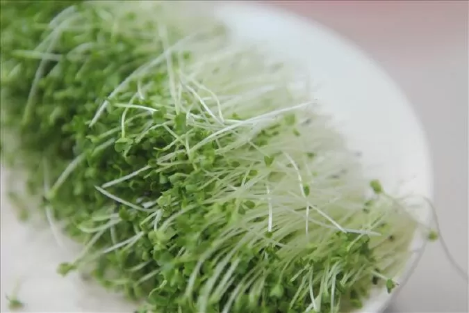 Rau mầm tốt cho hệ tiêu hóa