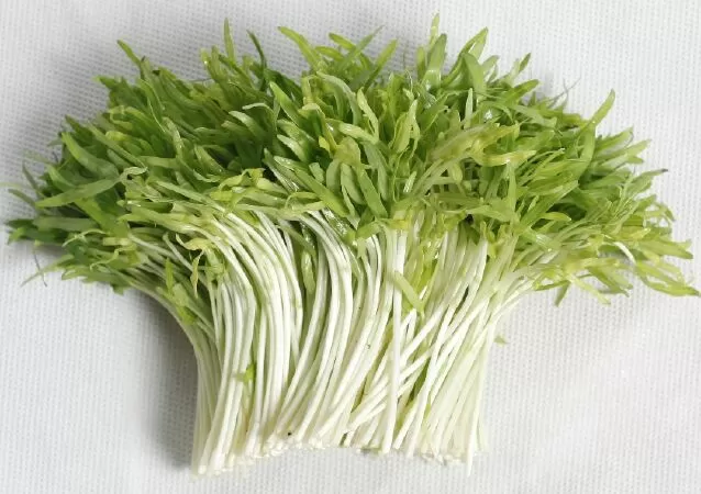 Tăng cường hệ thống miễn dịch