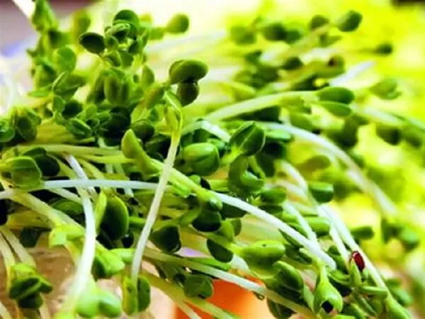 Nguồn Protein dồi dào
