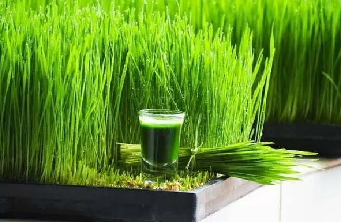 Nước ép cỏ lúa mì cung cấp chất dinh dưỡng