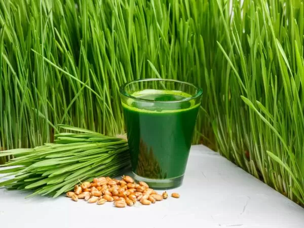 Nước ép cỏ lúa mì giúp giảm cholesterol