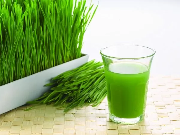 Nước ép cỏ lúa mì có thể giúp giảm viêm