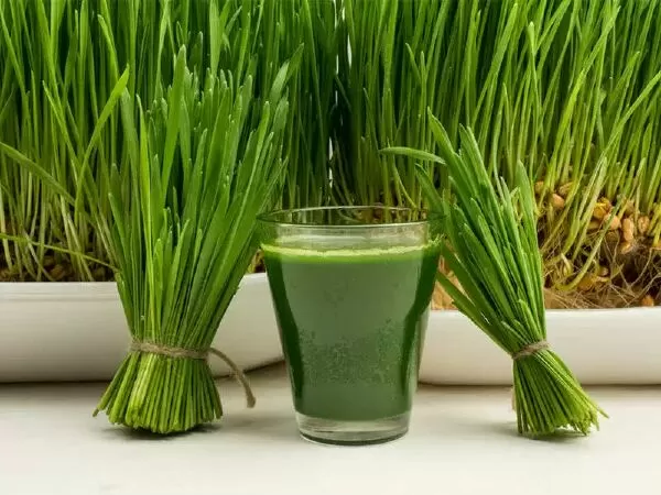 Nước ép cỏ lúa mì hỗ trợ giảm cân