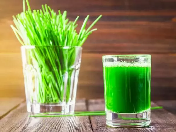 Nước ép cỏ lúa mì chứa chống oxy hoá