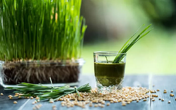 Nước ép cỏ lúa mì có thể giúp điều trị bệnh béo phì