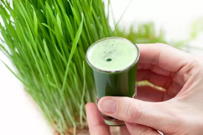 Nước ép cỏ lúa mì cải thiện triệu chứng viêm loét đại tràng
