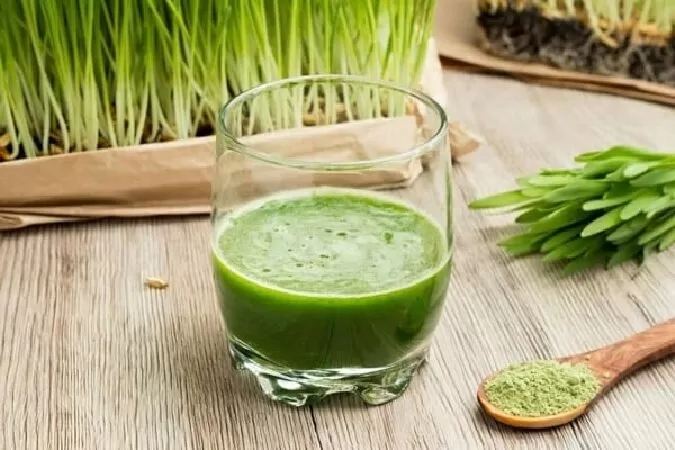 Nước ép cỏ lúa mì giúp tăng cường thể lực, cải thiện hệ miễn dịch