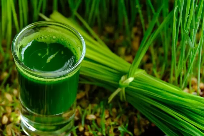 Nước ép cỏ lúa mì giúp giảm căng thẳng thần kinh