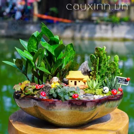 Shop Cây Xinh