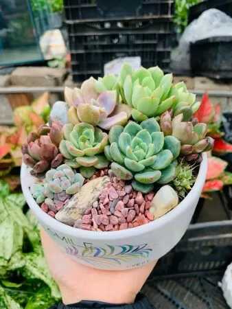 Shop Tiểu Cảnh