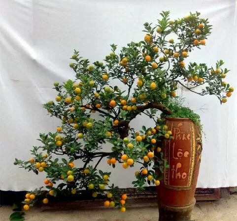 Cây cảnh