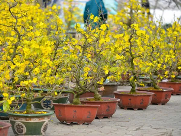 Chợ hoa mai Bình Lợi