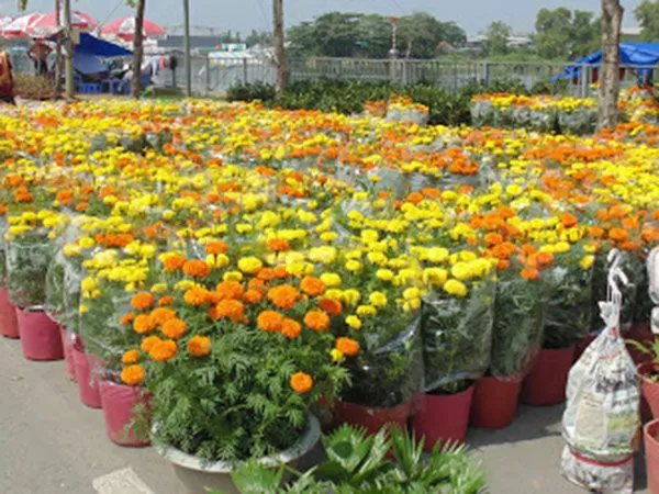 Chợ hoa xuân Bình Điền