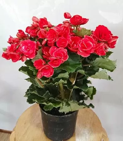 Hoa Hải Đường