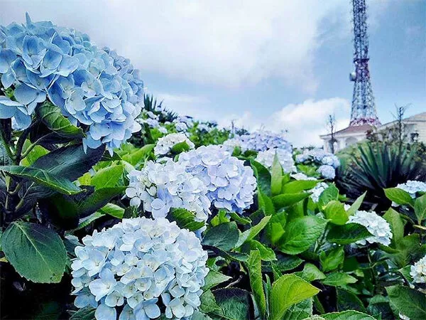Hoa Cẩm Tú Cầu