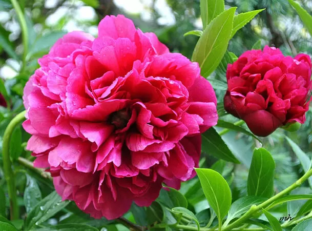 Hoa Mẫu Đơn